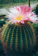 Notocactus purpureus