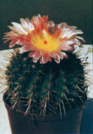 Notocactus roseoluteus