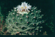 Obregonia denegrii