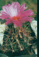 Thelocactus bicolor