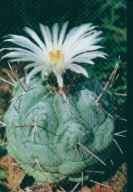 Thelocactus hexaedrophorus