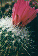 Thelocactus macdowelii