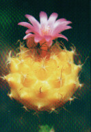 Turbinicarpus roseiflorus fa. lutea