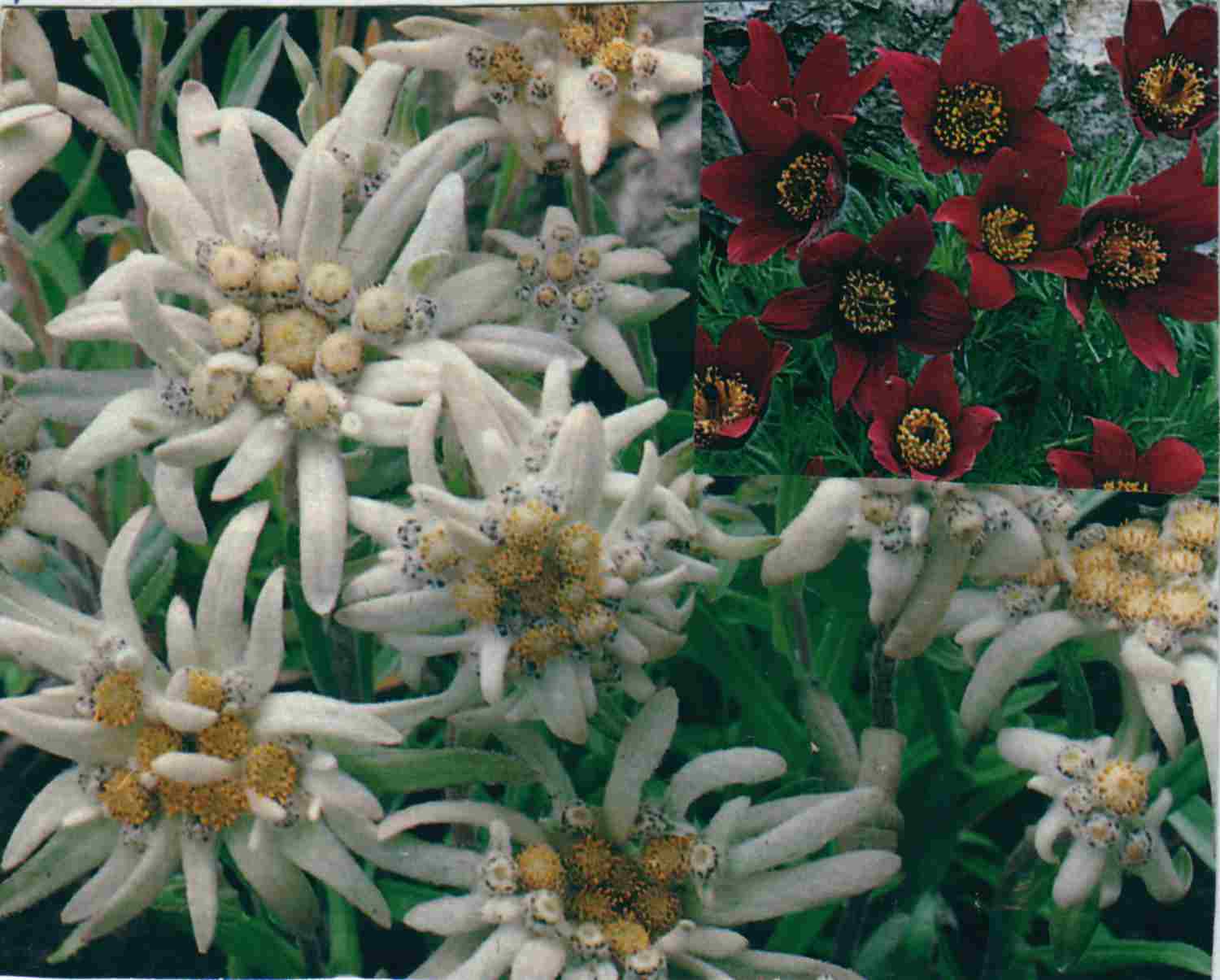 szut01.jpg (81576 bytes)