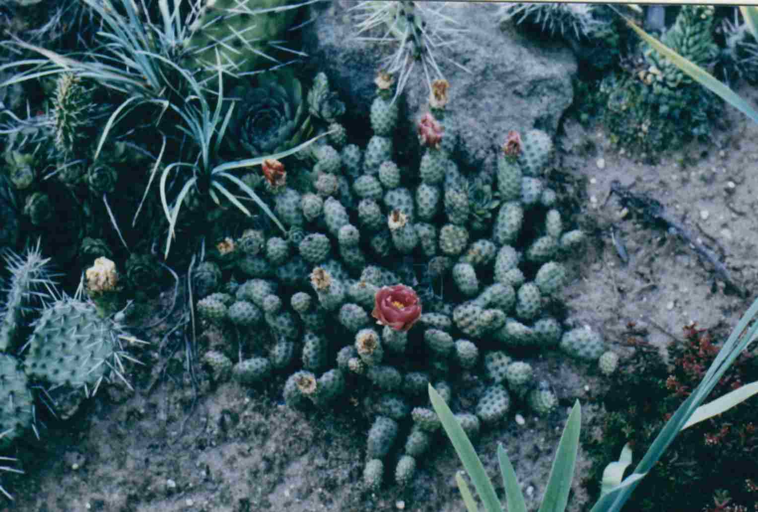 szut03.jpg (81571 bytes)