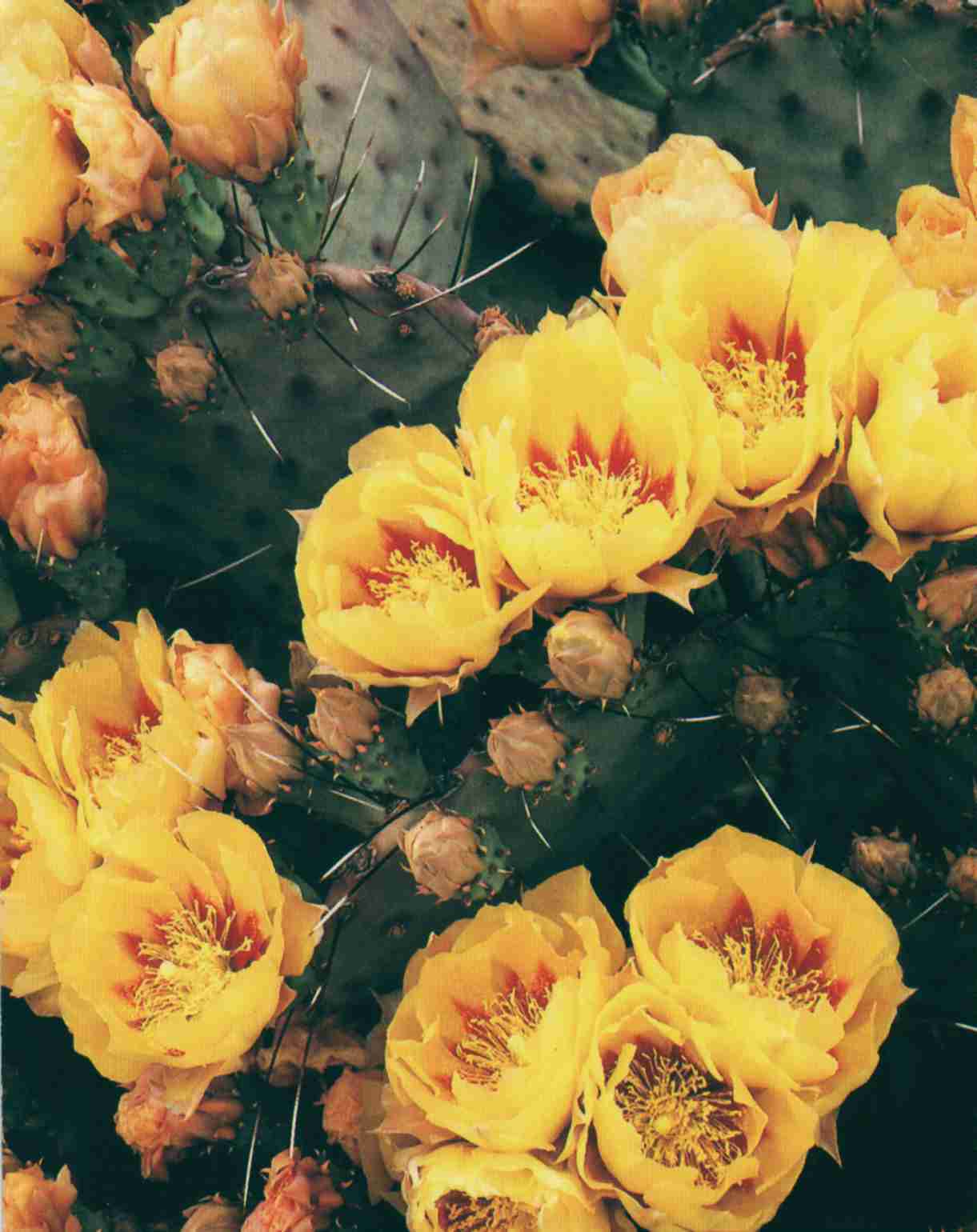 szut04.jpg (85628 bytes)