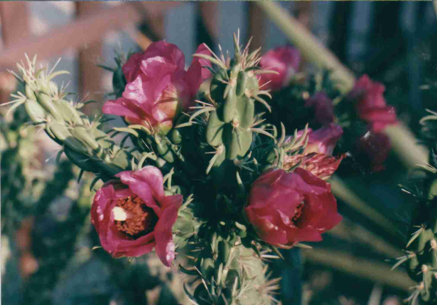 szut05.jpg (57173 bytes)