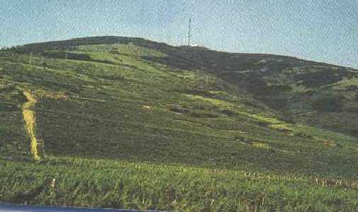 Tokaji tj az adtoronnyal s szlvel