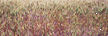 wheat